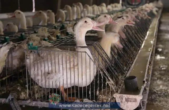 Foie gras - Kaz ciğeri yağlandırması